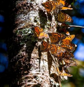 Grupo de mariposas monarca posadas sobre un tronco de árbol