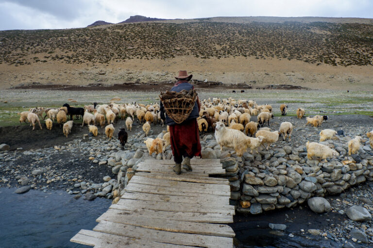 Los pastores de Mongolia aprenden con FIDA a ser resilientes